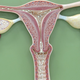Image for article titled Scientists Find Golden Ratio in Your Uterus